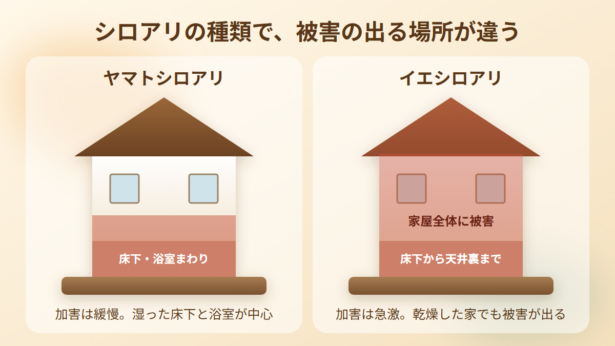 ヤマトシロアリは床下や浴室まわり、イエシロアリは家屋全体に被害が出ることを比べた図